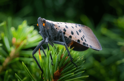 Spotted Lanternfly Natural Predators