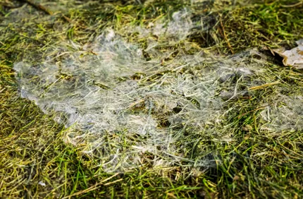 Snow Mold
