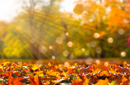 How To Care For Newly Planted Trees