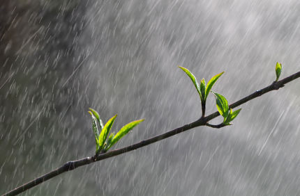 Heavy Rain