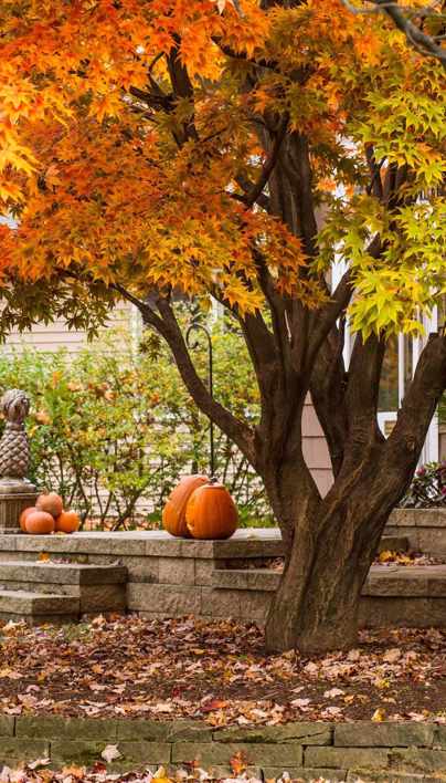 What Month Do Trees Change Color And Fall Davey Tree