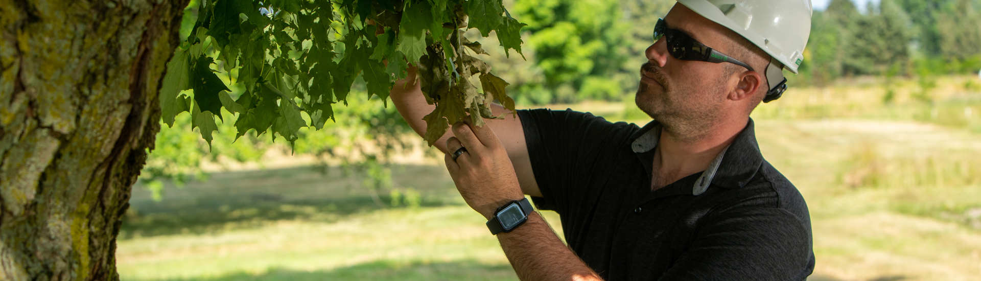 Arborist Inspection