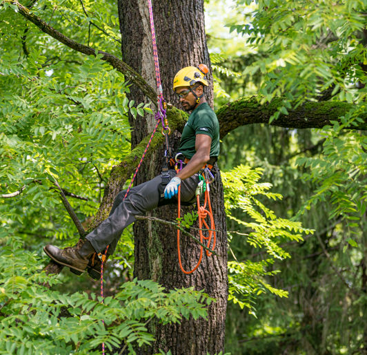 Climbing Arborist