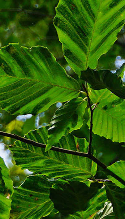 Beech Leaf Disease