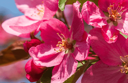 Flowering Trees
